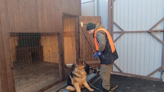 Немецкая овчарка кусает руки один из способов как отучить#дрессировкасобаки#послушнаясобака #киноло смотреть онлайн