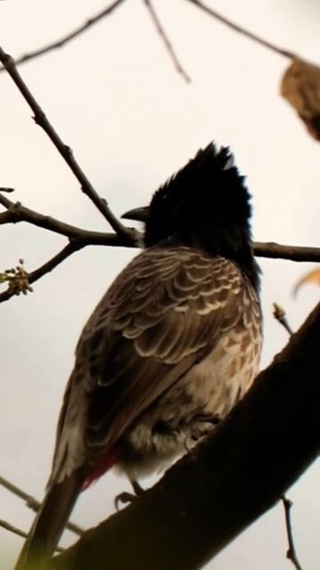 Beautiful Bulbul Bird #shortsvideo #viral #shortsyoutube смотреть онлайн