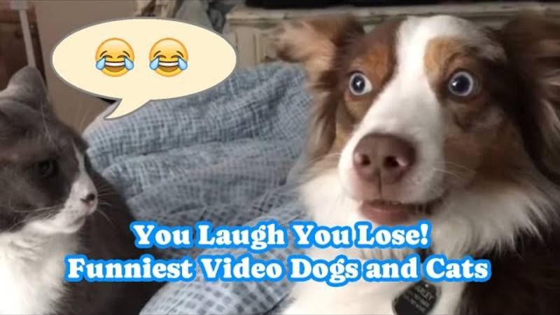 Смеешься — проигрываешь 😂 Самое смешное видео про собак и кошек 2025 года 🐱🐶 смотреть онлайн