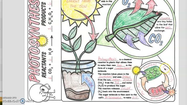 Photosynthesis Flow Chart смотреть онлайн