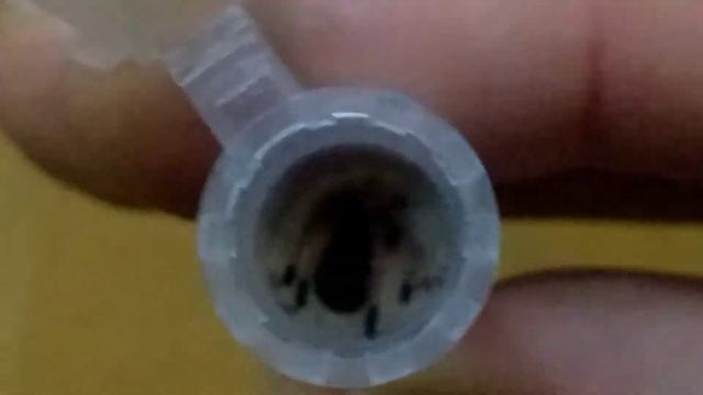 Tarantula sling Unboxing & housing Green bottle blue. (Chromatopelma Cyaneopubescens) смотреть онлайн