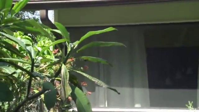 Polydamas butterfly dance смотреть онлайн