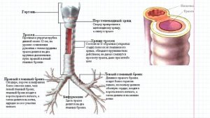 15 Дыхательная система- трахея и бронхи