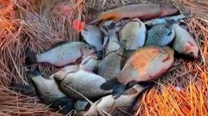 КРУПНЫЕ КАБАНЫ НА ПАУК ПОДЪЁМНИК!!! ЛОВИМ ВЕСЕННЕГО КАРАСЯ!