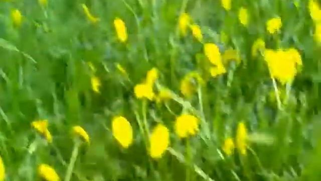 Факел Плазмотрона 4 Одуванчики:) смотреть онлайн