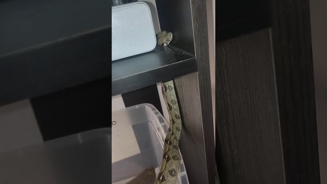 boa constrictor colombiana 100% pura смотреть онлайн