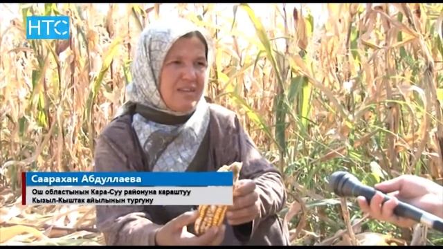 Дыйкандар: Айрым айыл-чарба өсүмдүктөрү арзан болууда / 20.09.16 / НТС смотреть онлайн