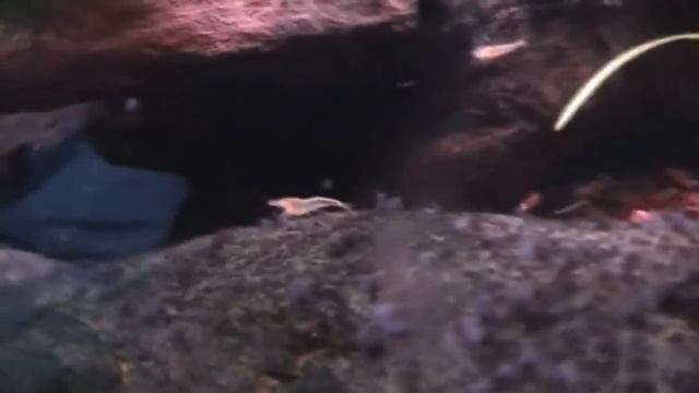 (Golden?) Yellow shrimp - Neocaridina Heteropoda смотреть онлайн