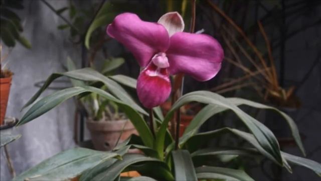 Phragmipedium peruvianum syn Phragmipedium kovachii смотреть онлайн