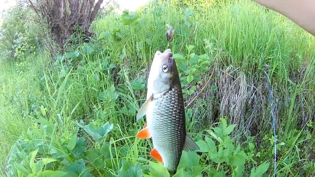 Ловля голавля. Голавль атакует 31. Поклевки голавля на спиннинг. смотреть онлайн