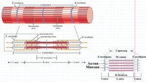 04 Ткани- мышечная