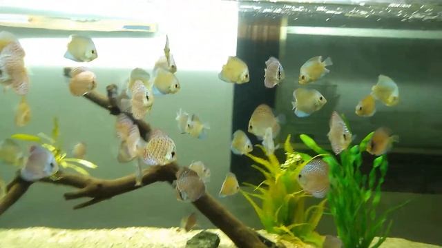 beautiful discus tank.blue diamond, eruption, leopards and scribbles. смотреть онлайн