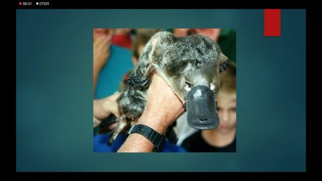 Утконосы смотреть онлайн