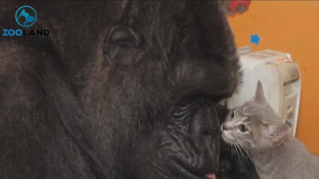 RIP Koko, The Gorilla Who Knew How to Communicate with Humans Have Passed Away смотреть онлайн
