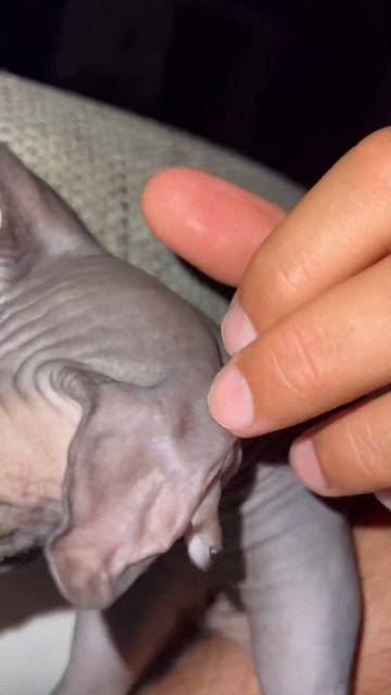 Кыця приходит ко мне по вечерам и просит ласки смотреть онлайн