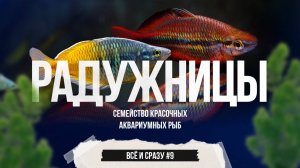 Радужницы - семейство красочных аквариумных рыб