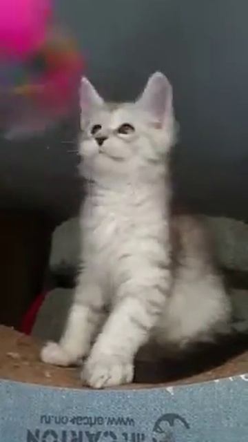 Я-2- кот, ns 11- . Мейн кун котенок смотреть онлайн