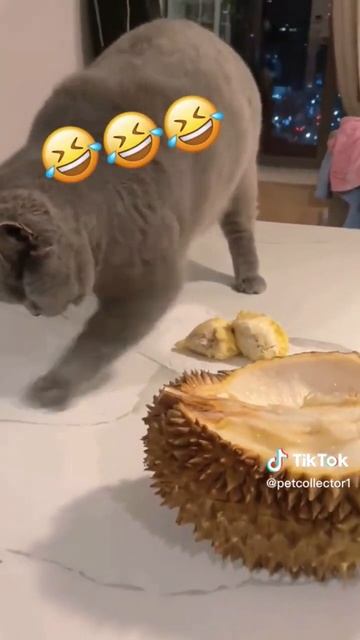 Тебе нравится дуриан? #shorts #cat #кот смотреть онлайн