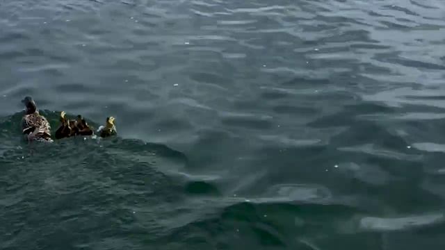 Запретная рыбка