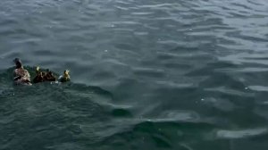 Запретная рыбка