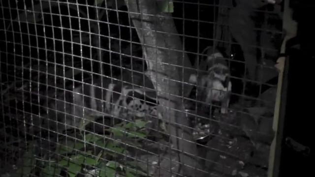 Owston's Palm Civets In The Evening, Shaldon Zoo (14th September 2013) смотреть онлайн