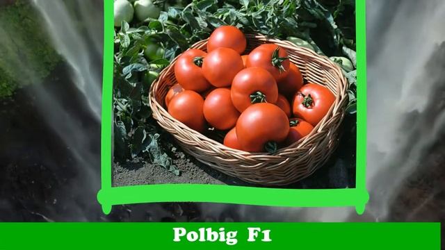 Bejo Zaden Toxumlar - Bejo Zaden Seeds - Bejo Zaden Семена смотреть онлайн