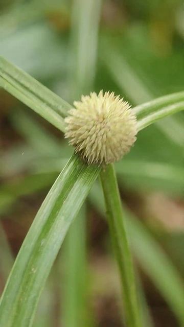 Green Water Sedge #shorts #plants #nature смотреть онлайн