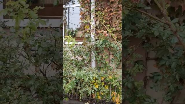 Холодный, пасмурный день. Шпиц Гучик, отдыхает. смотреть онлайн