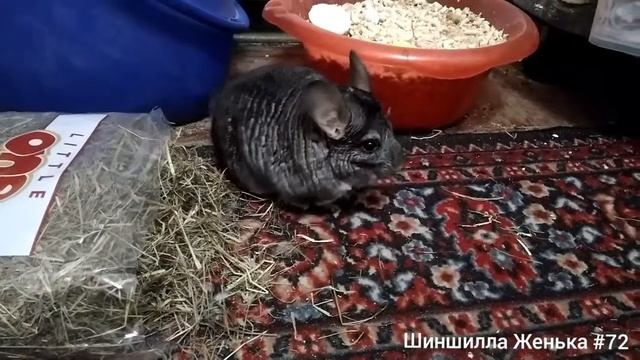 Шиншилла Женька #72 смотреть онлайн