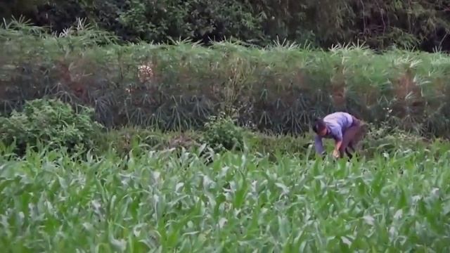 funny videos 2017 A To Z Videos смотреть онлайн