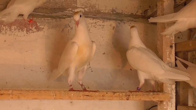 Голубей гоняю говорят не гоняй потому что у тебя там? не гоняю говорят гоняй?🤷♂️