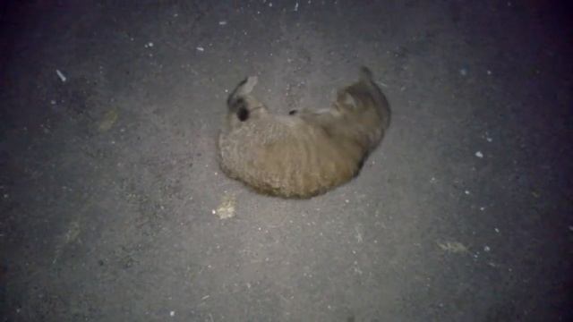 личинка смотреть онлайн