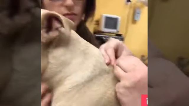 How to Apply Flea Product on a Dog смотреть онлайн