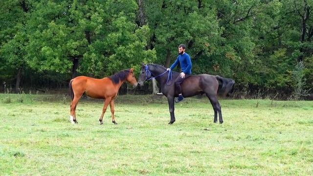 Бой двух жеребцов за место в табуне смотреть онлайн