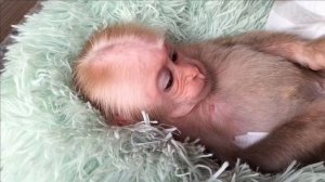 baby monkey cutis has a new bed