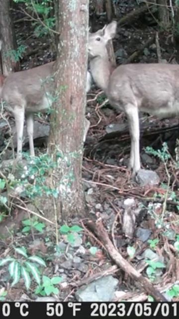Deer's Secret Symphony: Trail Camera Captures the Unseen Life of Japan's Wild Deer! #shorts смотреть онлайн
