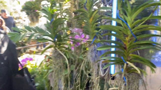 CHICAGO BOTANICAL GARDEN ORCHID SHOW 2020 смотреть онлайн