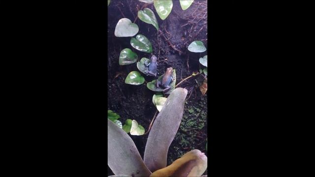 Oophaga Pumilio Cauchero смотреть онлайн