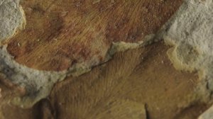 Палеозойская эра Кембрийский взрыв и Пермское вымирание