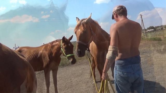 Приучение к спрею Кобылы смотреть онлайн