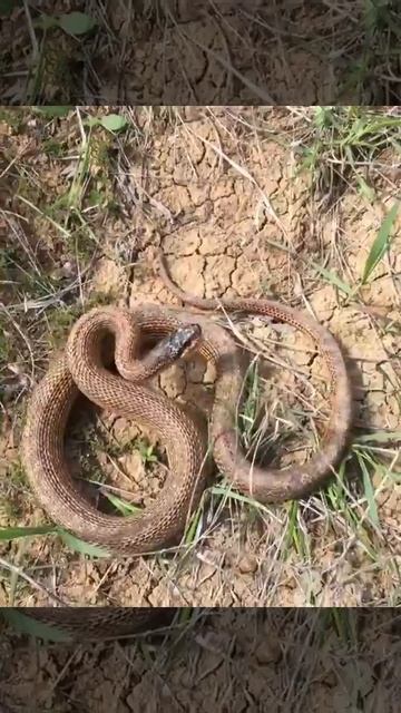 Псих смотреть онлайн