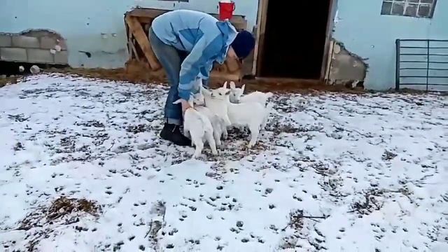 Козий двор. смотреть онлайн