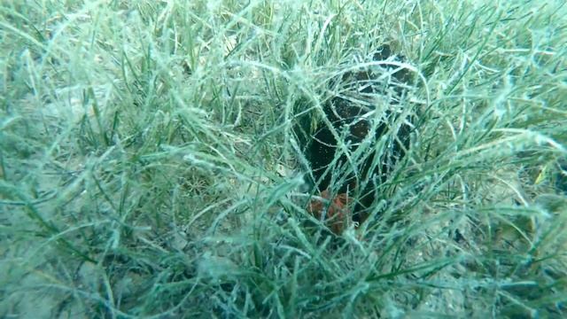 Aplysia fasciata morski zekan смотреть онлайн