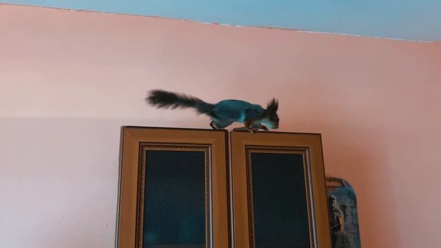 Белочка пришла смотреть онлайн