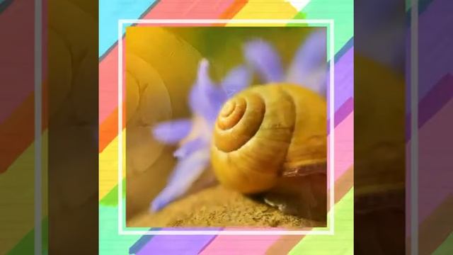 Песня улиток и Стекло смотреть онлайн