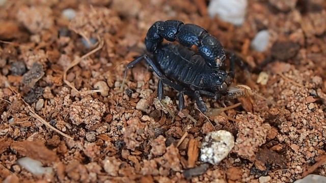 Orthochirus afghanus from South Afghanistan eating small cricket. смотреть онлайн