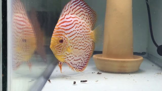 Albino Fire Ruby Leopard x Penang Eruption Discus смотреть онлайн