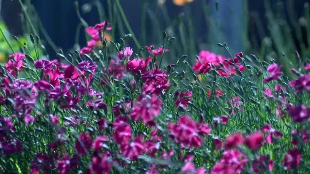 Мое измененное видео смотреть онлайн