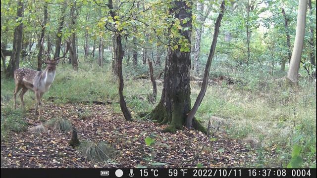 Fallow deer,2 mature Bucks,20 second video from 11th Oct 2022 смотреть онлайн