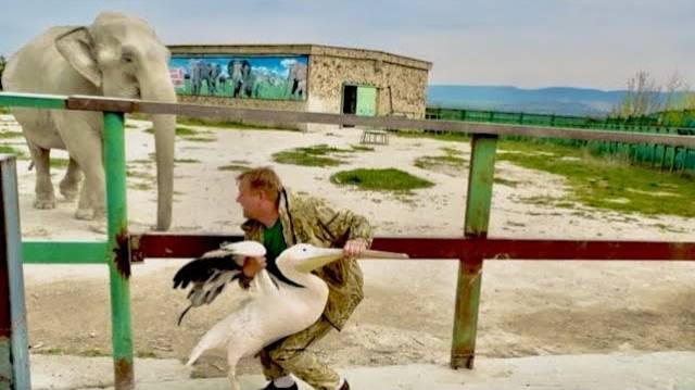 Кто может отобрать пеликана у слона и за день сделать СТОЛЬКО ДЕЛ??? смотреть онлайн